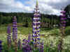 blomma.jpg (481774 byte)