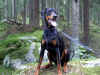 rocky.JPG (1178440 byte)